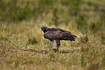 Martial eagle (Polemaetus bellicosus) on ground with prey, Masai Mara National Reserve, Kenya, July
