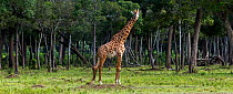 Masai giraffe (Giraffa camelopardalis tippelskirchi)male in front of woodland, Masai Mara National Reserve, Kenya, July