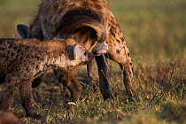 Spotted hyena (Crocuta crocuta) scent marking while another smells. Masai Mara National Reserve, Kenya, July