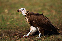 Hooded vulture (Necrosyrtes monachus) adult feeding on a kill. Masai Mara National Reserve, Kenya. August