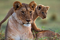 Lioness (Panthera leo) with cub aged 2-3 months portrait. Masai Mara National Reserve, Kenya, August