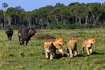 Cape buffalo herd (Syncerus caffer) advancing on a pride of lions (Panthera leo). Masai Mara National Reserve, Kenya, August