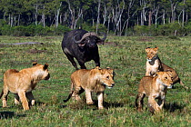 Cape buffalo (Syncerus caffer) chasing a pride of lions (Panthera leo). Masai Mara National Reserve, Kenya, August