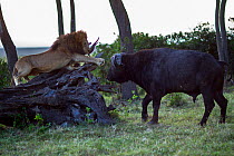 Male lion (Panthera leo) in confrontation with Cape buffalo (Syncerus caffer). Masai Mara National Reserve, Kenya, July