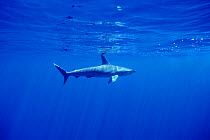 Smooth hammerhead shark (Sphyrna zygaena) Azores, Portugal, Atlantic Ocean  (Non-ex).