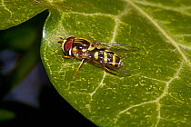 Hoverfly (Dasysyrphus albostriatus) Lewisham, London, April