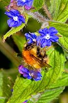 Common Carder Bee (Bombus pascuorum) feeding on Green Alkanet (Pentaglottis sempervirens) Lewisham, London, April