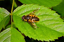 Hoverfly (Myathropa florea) viewed from above, Lewisham, London, April