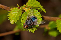 Bluebottle (Calliphora vomitoria) Lewisham, London, April