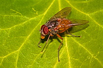 Fly (Phaonia rufiventris) Lewisham, London, April