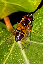 Hoverfly (Epistrophe elegans) Lewisham, London, April