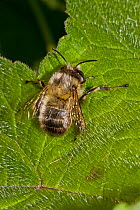 Male Hairy-footed Flower Bee (Anthophora plumipes) Lewisham, London, May