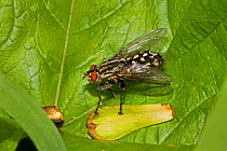 Flesh-fly (Sarcophaga sp) Lewisham, London, May