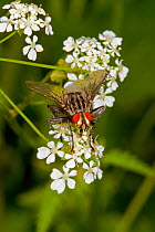 Flesh-fly (Sarcophaga sp) feeding on umbellifer, Lewisham, London, May