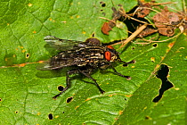 Flesh-fly (Sarcophaga sp) Lewisham, London, May