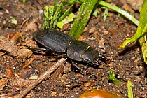 Lesser Stag Beetle (Dorcus parallelipipedus) Lewisham, London, May