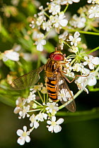 Hoverfly (Episyrphus balteatus) feeding on umbellifer, Lewisham, London,