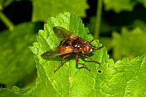 Tachinid fly (Tachina fera) Lewisham, London,