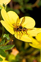 Gooden's Nomad Bee (Nomada goodeniana) feeding on Cinquefoil (Potentilla) Lewisham, London,
