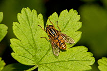 Hoverfly (Helophilus pendulus) Lewisham, London,