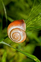 Kentish Snail (Monacha cantiana) Lewisham, London, June