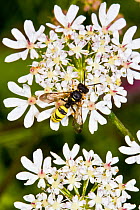 Digger Wasp (Cerceris rybyensis) on hogweed,  Lewisham, London, June