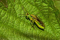 Wood Borer Sawfly (Rhogogaster viridis) Lewisham, London, June