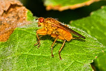 Dung-fly (Scathophaga sp) Lewisham, London, June