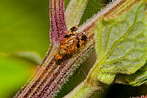 Variegated Fruit Fly (Tephritis bardanae) Lewisham, London, June