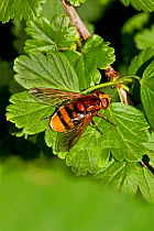 Hoverfly (Volucella zonaria) on gooseberry bush Lewisham, London, July