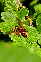 Hoverfly (Volucella zonaria) on gooseberry bush Lewisham, London, July