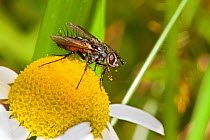Tachinid fly (Eriothrix rufomaculata) on daisy Lewisham, London, July