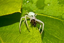 Crab Spider (Misumena vatia) female in white form, consuming a fly, Lewisham, London, July