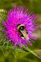 Cuckoo Bee (Bombus vestalis) covered in pollen, on thistle, Lewisham, London, July