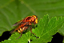 Hornet-mimic Hoverfly (Volucella zonaria) washing its face, on gooseberry bush Lewisham, London, August
