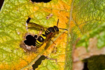 European Potter Wasp (Ancistrocerus gazella) Lewisham, London, August