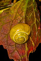 Juvenile Brown-lipped Snail (Cepaea nemoralis) Yellow colour variation Lewisham, London, August