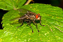 Flesh Fly (Sarcophaga sp) on bramble, England, UK
