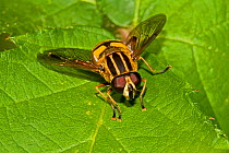 Hoverfly (Helophilus pendulus) Lewisham, London, August