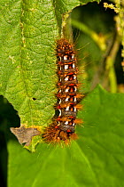 Knotgrass larva (Acronicta rumicis) Lewisham, London, August