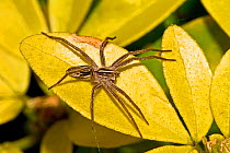 Nursery web spider (Pisaura mirabilis) Lewisham, London, August
