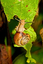 Kentish Snail (Monacha cantiana) Lewisham, London, August