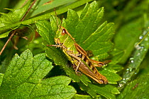 Meadow Grasshopper (Chorthippus parallelus) female, Lewisham, London, August