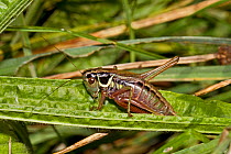 Roesel's Bush-cricket (Metrioptera roeselii) male, Lewisham, London, August