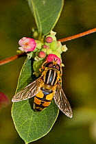 Hoverfly (Helophilus trivittatus) feeding on Snowberry Lewisham, London, September