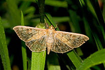 Mother-of-Pearl Moth (Pleuroptya ruralis) Lewisham, London, September