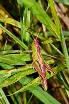 Meadow Grasshopper (Chorthippus parallelus) Lewisham, London, September