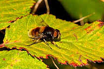 Bumblebee-mimic Hoverfly (Eristalis intricarius) Lewisham, London, September