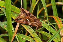Silver Y Moth (Autographa gamma) Resting in long grass Lewisham, London, September
