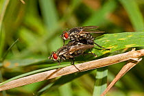 Flesh-flies mating (Sarcophaga sp) Lewisham, London, September